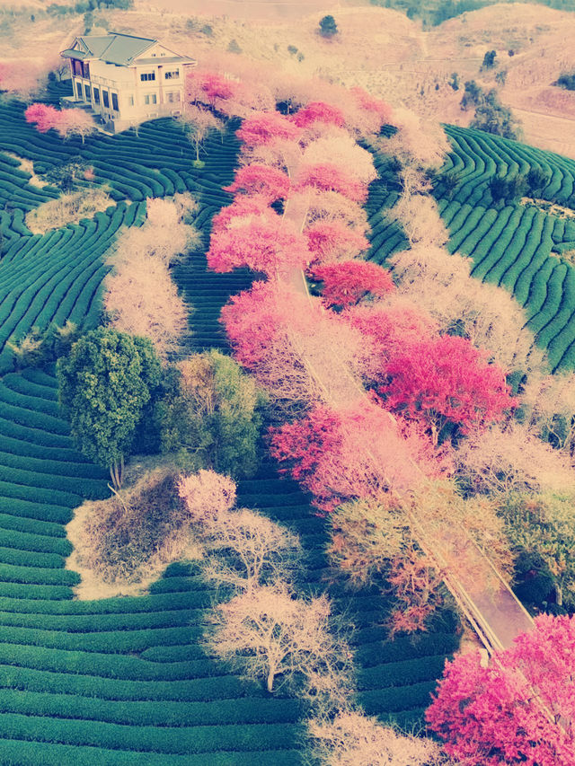 被《國家地理》評為中國最美櫻花茶園有多震撼！