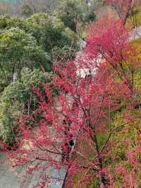 龜山公園的櫻花
