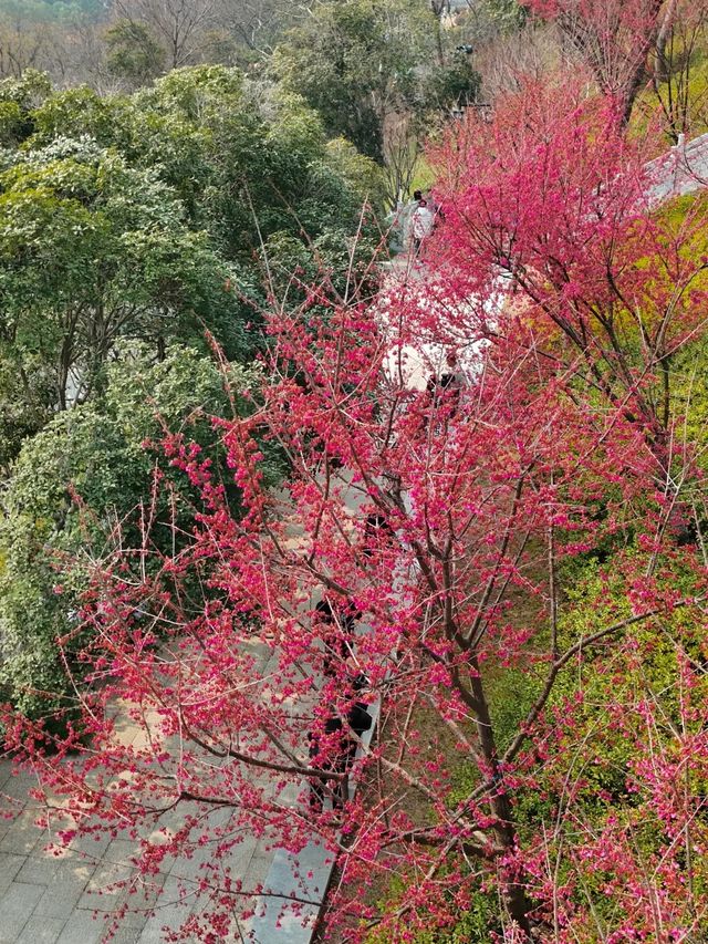 龜山公園的櫻花