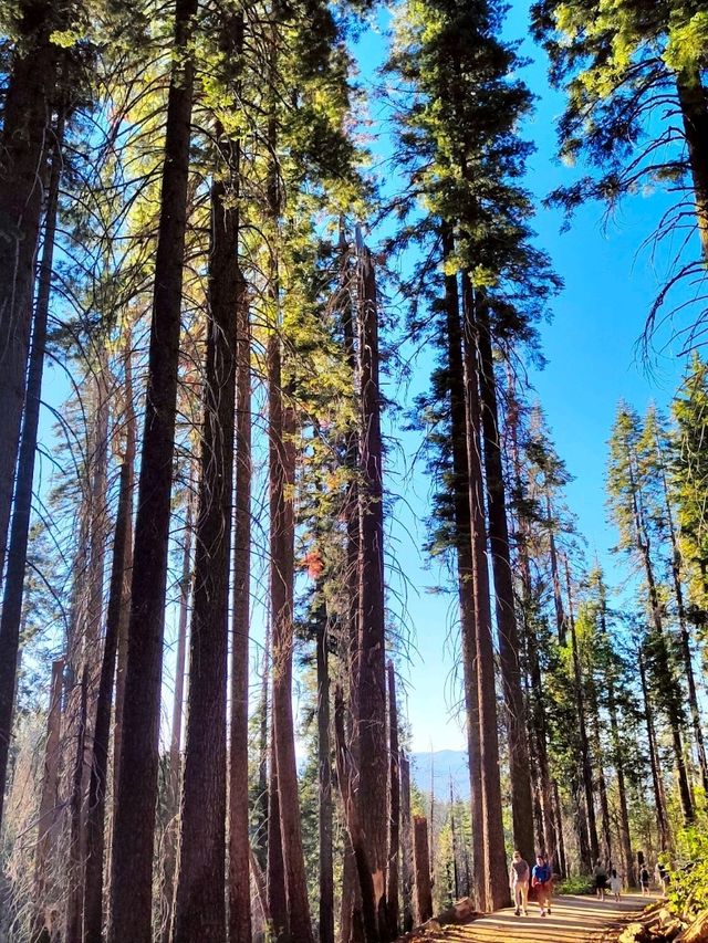 Exploring Mariposa Grove Trail in Yosemite 🌲🌿