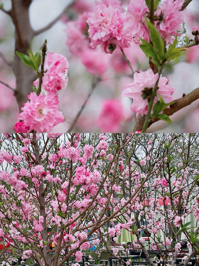 春日限定！在盈香心動樂園一鍵開啟雙重快樂