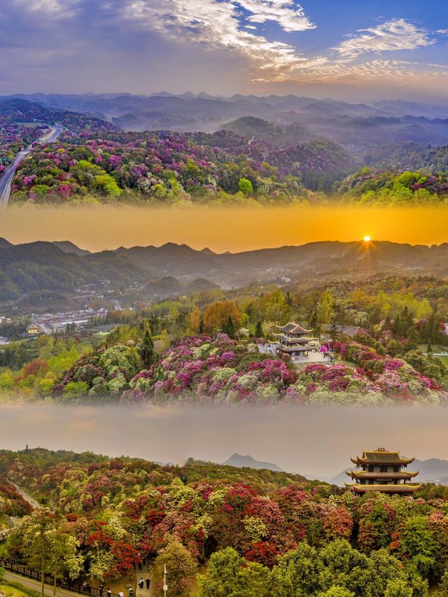 百里杜鵑｜帶你感受「地球彩帶」的絢爛！