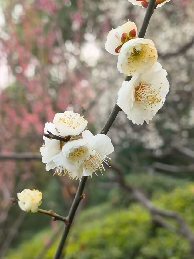 收藏好這份攻略,帶你去清涼山「梅」開眼笑 收藏好這份攻略,帶你去清涼山「梅」開眼笑