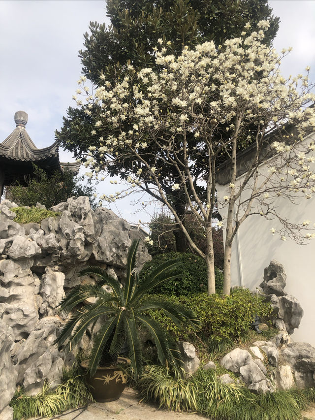 南京｜愚園的春天