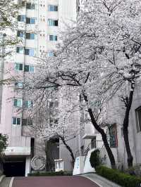 🌸邂逅首爾櫻花季，浪漫藏在每一幀live圖裡