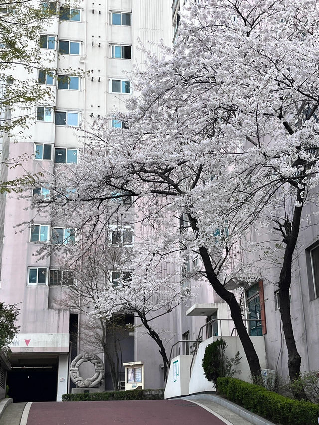 🌸邂逅首爾櫻花季，浪漫藏在每一幀live圖裡