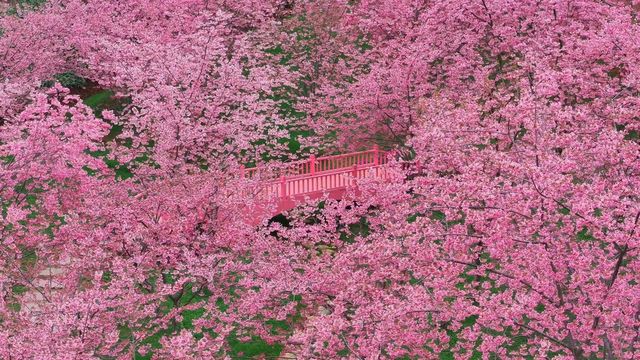 成都漫花莊園全攻略｜花海秘境與四季浪漫之旅