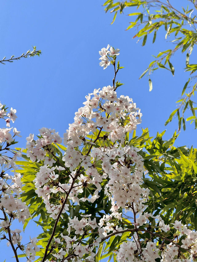 🌸邂逅「秒速五厘米」般的浪漫櫻花Live