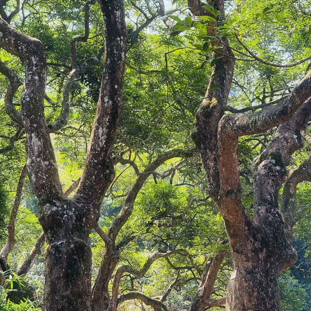 鄧山村古欖園：邂逅魔幻森林，感受震撼樹張力🌳