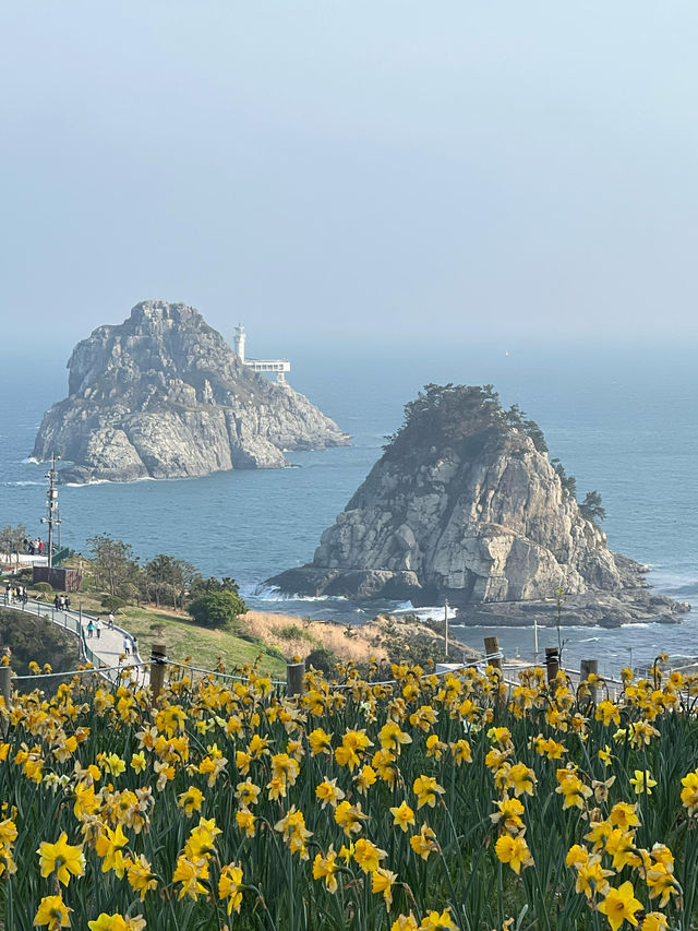 追着春天去旅行！釜山春日賞花體驗！
