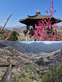 誤入韓漫裡的春日梅林！光陽梅花村