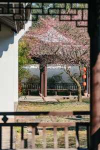 A Journey to Mingzhao Temple for the Blooming Plum Blossoms