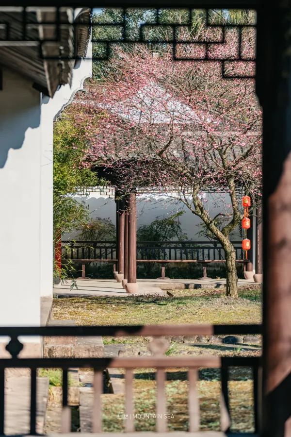 A Journey to Mingzhao Temple for the Blooming Plum Blossoms