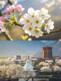 3月的金川，真的是人間理想。