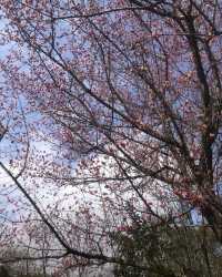 闖入現實版莫奈花園！花溪公園攻略