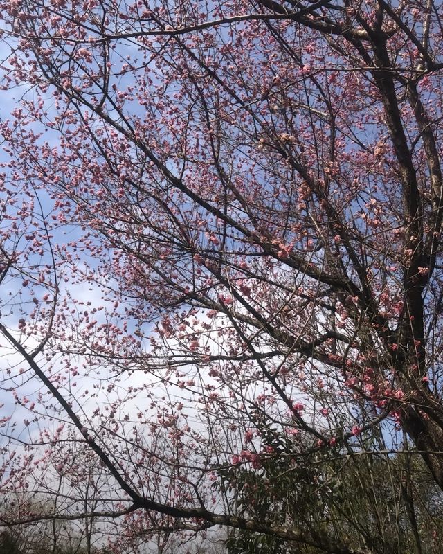 闖入現實版莫奈花園！花溪公園攻略
