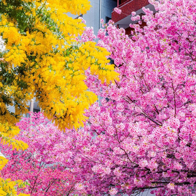 東京最隱秘神社，鬼滅粉必打卡！藏前神社！