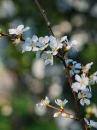 墜入花海！這個免費公園的含金量持續上升