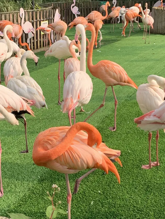 A Day at Shanghai Wildlife Park