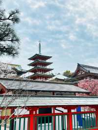 🌸【京都】嵐山櫻花攻略：穿梭在櫻花林中，超浪漫。