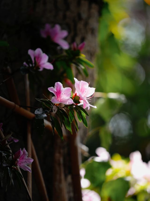 曇華寺海棠花正值花期，想拍照就要快點去