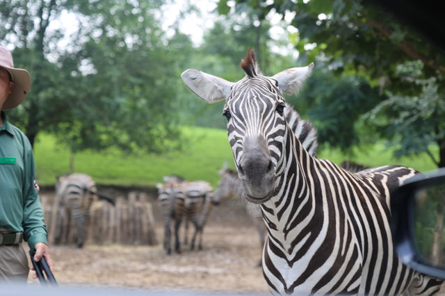 春季遊北京野生動物園｜與萌寵零距離接觸