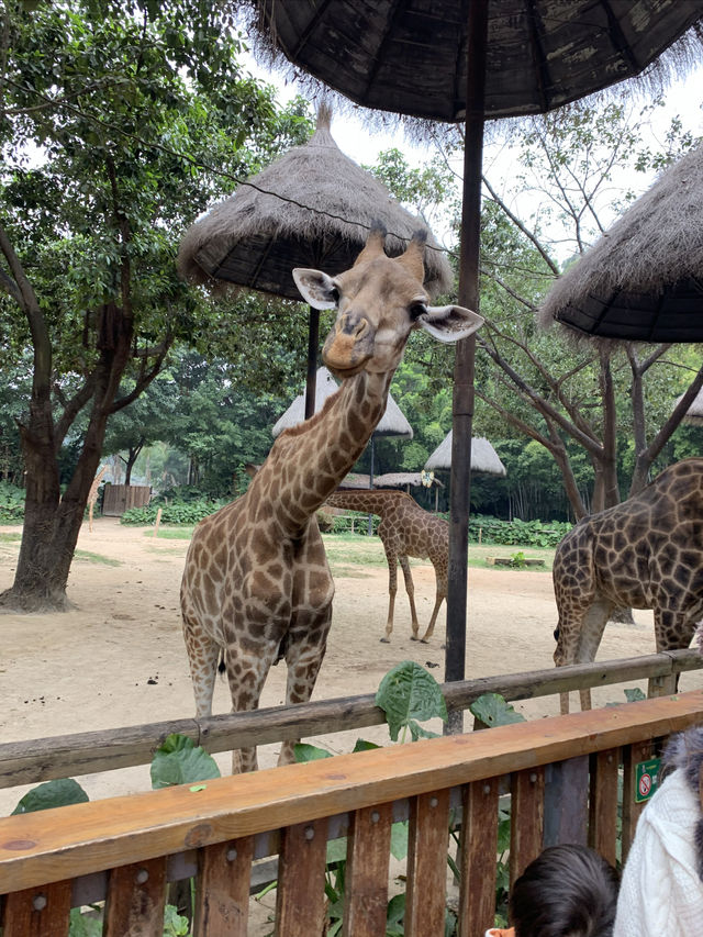 深圳出發Ⅰ廣州長隆野生動物園一日遊