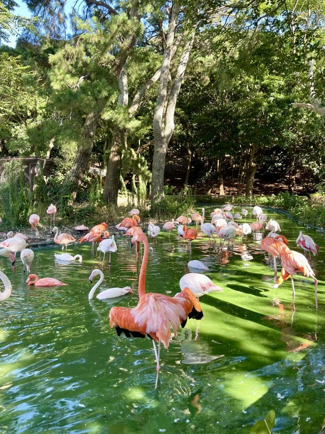 海風與繁花的輕語——海之中道海濱公園與能古島