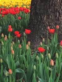 上海大寧公園的鬱金香已到盛花期