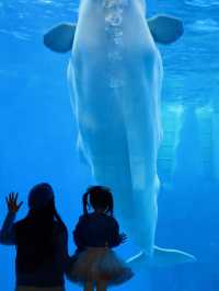 成都極地海洋公園保姆級攻略！🫧blue～