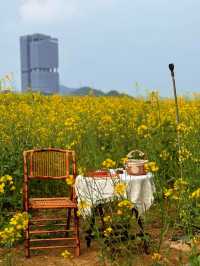 🌼深圳光明歡樂田園花海，夢幻仙境！