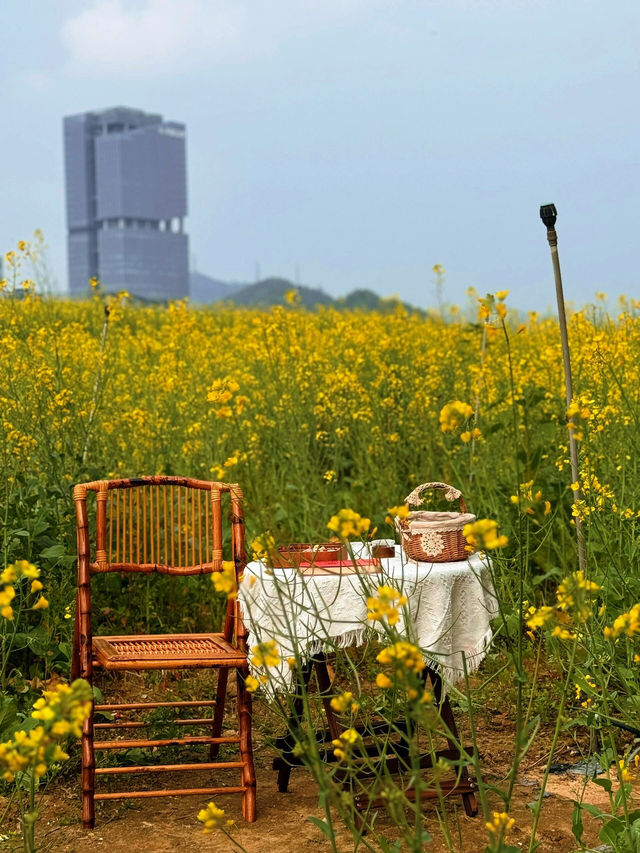 🌼深圳光明歡樂田園花海，夢幻仙境！