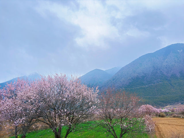 波密旅行 | 住進如家！！！