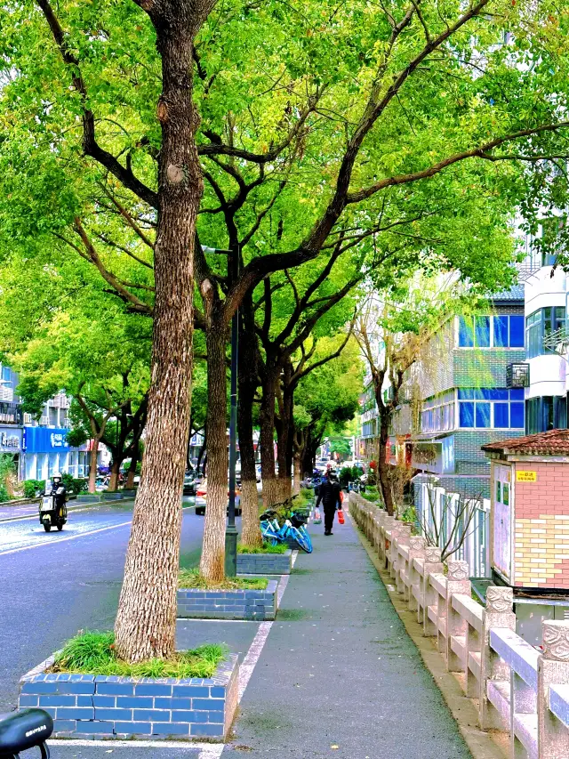 우시 봄맞이 산책 | 난찬사+위안터우주 벚꽃놀이 완벽 공략