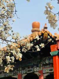 北京故宮｜春天紫禁城賞花季