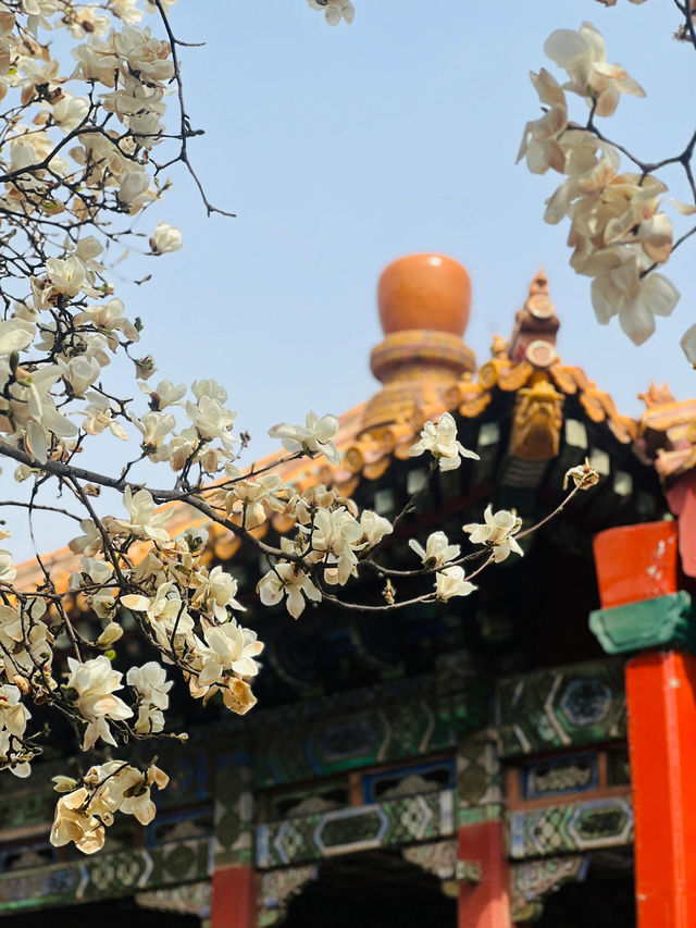 北京故宮｜春天紫禁城賞花季