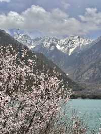 比起嘎拉桃花村，我更愛沿途的雪山和桃樹