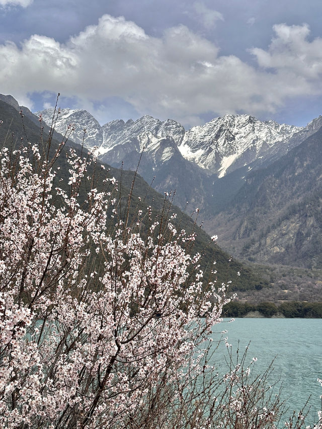 比起嘎拉桃花村，我更愛沿途的雪山和桃樹