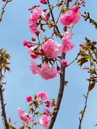 🌸香港沙田石門河畔櫻花盛景