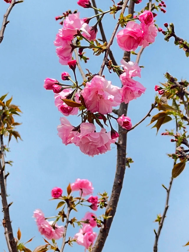 🌸香港沙田石門河畔櫻花盛景