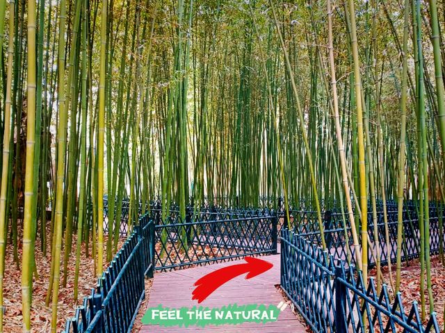 Purple Bamboo Park in Beijing: Pure Tranquility Hideout