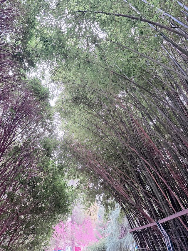 鄭州碧沙崗公園｜春日精選｜紫藤花海與百年歷史的浪漫邂逅