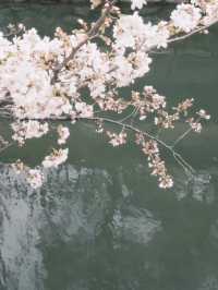 札幌中島公園櫻花暴擊！北海道隱藏賞櫻聖地全攻略