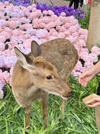 🌷珠海新貌 | 治愈系花海棧道，美翻啦🌸