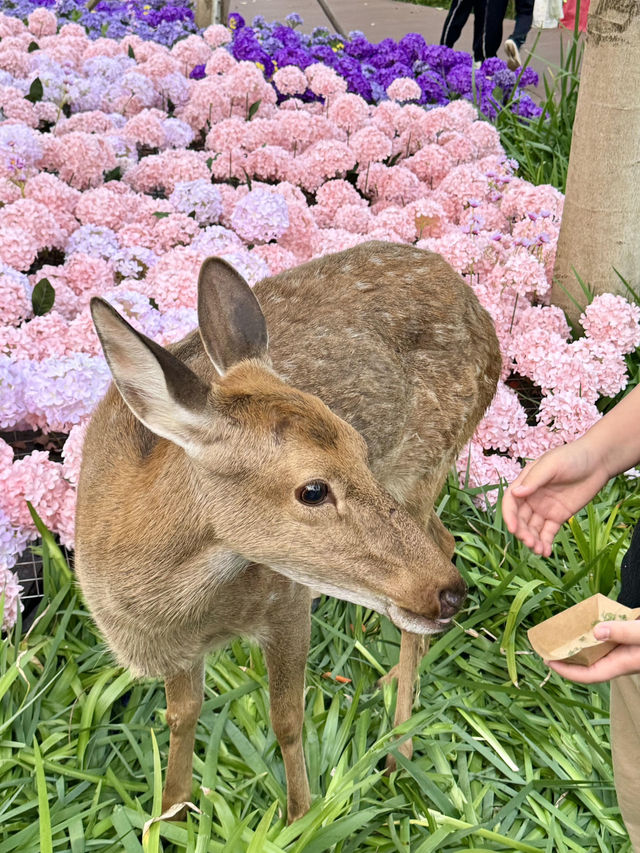 🌷珠海新貌 | 治愈系花海棧道，美翻啦🌸