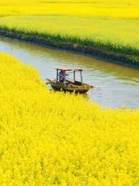江浙滬春日盛宴，興化水上油菜花海藏不住了