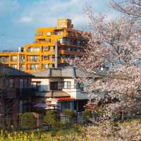 東京日常｜熊谷桜堤的莫奈光影