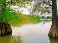 Haizhu Lake Park: An Urban Oasis in Guangzhou