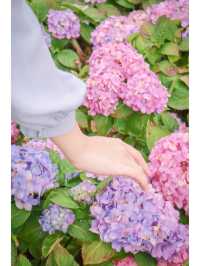 繡球花🌸沙田石門河濱花園
