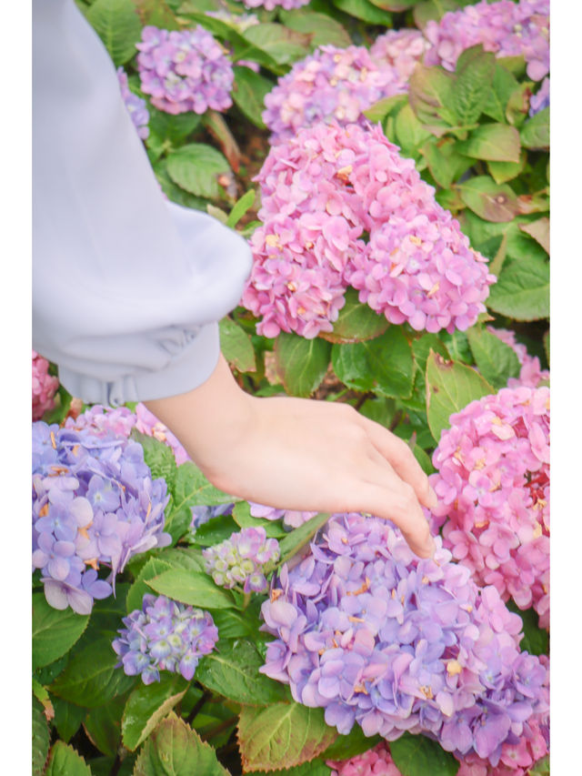 繡球花🌸沙田石門河濱花園